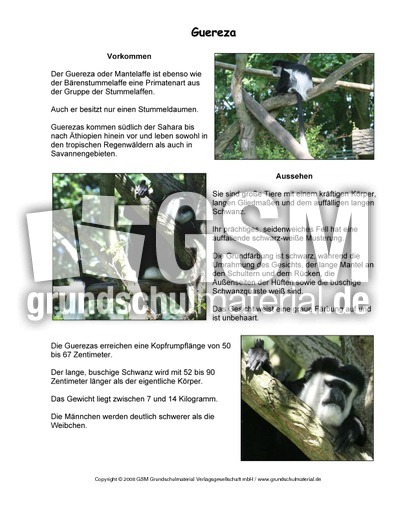 Guereza-Steckbrief.pdf